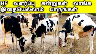 HF மாடுகள் இப்படி இருந்தால் வாங்கலாம் அனுபவசாலியின் ஆலோசனை/ maatukal sulei parkka