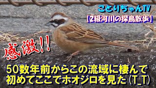 50数年で初めて散歩道の川原で見るホオジロに大感激！・ヒヨドリはスズメを何故追い払わない⁉【ことりちゃんTV☆野鳥たちの物語】