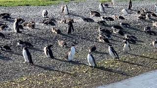 ビーグル水道クルーズ　ペンギンに会いに行く！Argentina Beagle Channel Boat Trip to Penguin Colony from Ushuaia