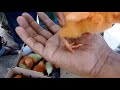 খুবই কিউট পাকিস্তানি মুরগির বাচ্চা pakistani baby chicks