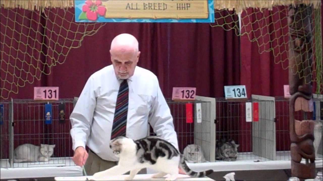 Cat Fanciers Association Cat Show - YouTube