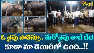 Buffalo Milk Business | ఓ వైపు పాలిస్తూ.. మరోవైపు తాగే గేదె కూడా మా డెయిరీలో ఉంది..!! Tone Agri