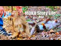 REVIEW... MOKA monkey story life her life from 🤣electric 🤣shocked and rescued better awesomely