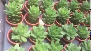 Sanjay Nursery Succulent Plants | Small Indoor Plants