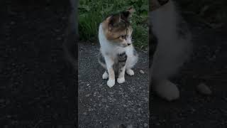 三毛猫のミックス。ネコパンチ連打。ムカデ撃退