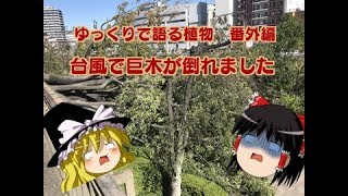 台風で巨木が倒れた理由は？　ゆっくりで語る植物　番外編