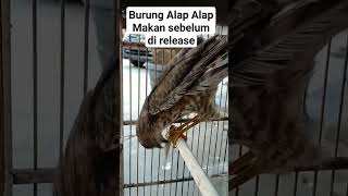 burung alap alap makan sebelum di release #alapalap #predator #wildlife #birds #burungalamliar