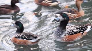 Chiloe wigeons' vocal and lovely courtship