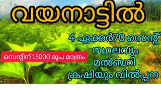 വയനാട്ടിൽ 4 ഏക്കർ70 സെന്റ്സ്ഥലവും മൽബറി ക്രഷിയും വിൽപ്പന സെന്റിന് 15000 രൂപ മാത്രം