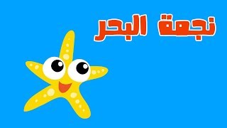 نجمة البحر مع سوبر جميل | الكائنات البحرية