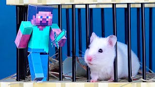 Hamster Escapes from Minecraft Pyramid Maze