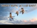 Why do geese fly in the 