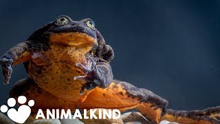 Rare Frog Has First Date With His Love Match | Animalkind