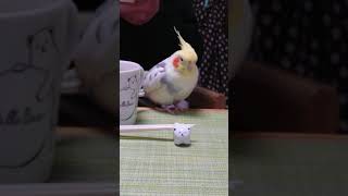 オカメインコとブランチ🍱パパのおかずを盗み食い❗【インコ団地の桃太郎channel】#Shorts