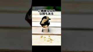 賢いヤマガラさんの裏の顔　#shorts #ヤマガラ #birds #ホロライブ