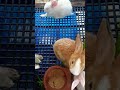 rabbit omg animals so cute cute baby animals cutest moment of the animal planet rabbit rabbitphil