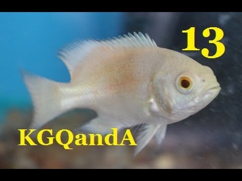 How long should your tank lights be on? How often should you clean canister filters? How long should your tank lights be on? How often should you clean canister filters?