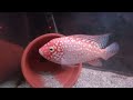 short video of my Super Red Texas that arrived 1 month ago from Thailand video taken without light.