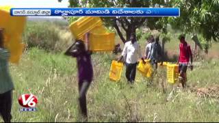 T Govt Plans To Export Kollapur Mangoes For Other Countries | Nagarkurnool | V6 News