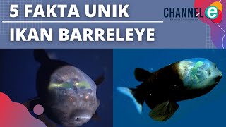 5 Fakta Unik Ikan Barreleye yang Kepalanya Transparan