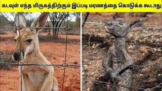 கங்காருவா இருந்தாலும் மின்சாரம் பட்டா மர்கயாதான் #2 | When Animals Got Electon Shocked | TAF