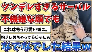 【2ch動物スレ】ツンデレなネコ科代表「サーバルキャット」不機嫌な顔をしているものの主がなでなでした結果がこちらｗｗｗ