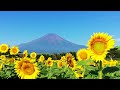 山中湖の北にある花の都公園へ