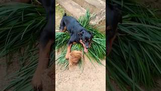 මම අම්මගෙ මල් පදුර තැලුවා #shorts #rottweiler