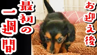 【アルバムNo.2】お迎え後 子犬の食欲が落ち、初めて犬を飼う飼い主が奮闘した一週間。 #ミニチュアダックスフンド #dog #cutedog #dachshund #babydog #食欲不振