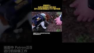 勇敢狗狗！乌克兰的排爆犬意外走红 至今已协助清理超过150个爆炸装置%精神小狗 %狗狗