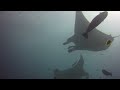 diving the maldives a magical manta dive they get closer and closer