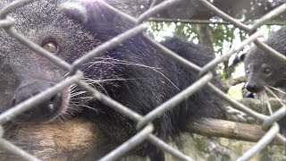 Binturong,Asian Bear Cat,ビントロング,カオ・キャオ 動物園, สวนสัตว์เปิดเขาเขียว,Khao Kheow Open Zoo,