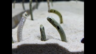 墨田水族館 - 花園鰻