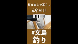 【文鳥の雛が大人になるまで】文鳥釣れたwww【49日目】