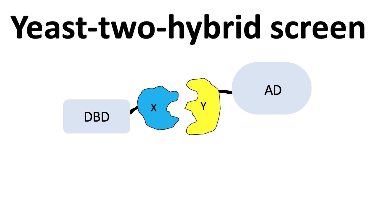 Yeast-two-hybrid Screen (Y2H) - YouTube