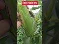 corn picking season 옥수수 따는 시기ㅡ 확인하는 방법