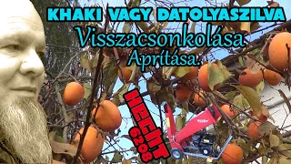 Khaki - Datolyaszilva kemény csonkolása - ágak aprítása /Hecht 6208/