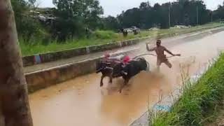 100 m In 9.51 Seconds! Another Kambala Racer - Nishant Shetty Breaks Record