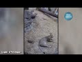 animals getting startled caught on camera