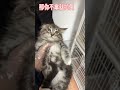 猫 走进猫舍看倆只小缅因 抖音