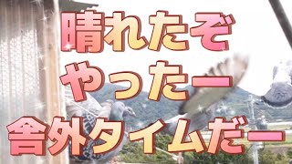 我が鳩舎のレースへの思い、熱く主に語って頂きました。