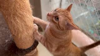 Mesmerizing Cat Moments: Watch Cats Play and Relax in Pure Bliss 🐾🐾