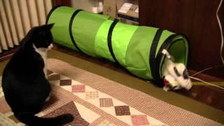 キャットトンネルで遊ぶ猫 -2 cat playing with tunnel-