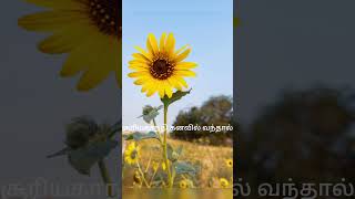 🌻சூரியகாந்தி கனவில் வந்தால் ( sunflower kanavil vanthal enna palan)