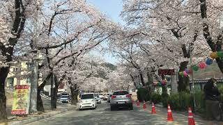 [4k]Korea National Park Cherry Blossom Road drive 동학사 벚꽃길 벚꽃드라이브 벚꽃명소