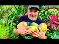 Did You Know There Are a Thousand Varieties of Mango?