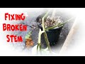 Fixing a broken stem | NJ and TX Garden