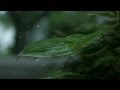 Footage Slow Motion Rain on Plant