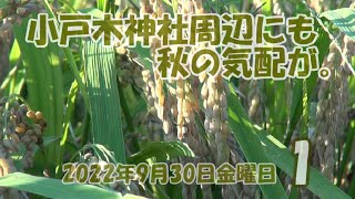 2022年9月30日金曜日 小戸木神社周辺にも秋の気配が。1