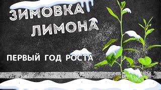 Зимовка лимона из косточки. Первый год роста